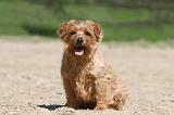 NORFOLK TERRIER 011